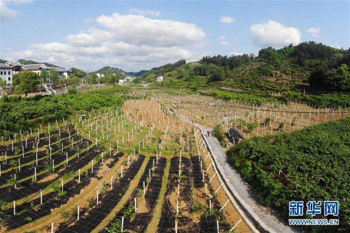（集中连片特困地区贫困村调研行·图文互动）（1）百果园里幸福长——湖南凤凰县菖蒲塘村脱贫调查