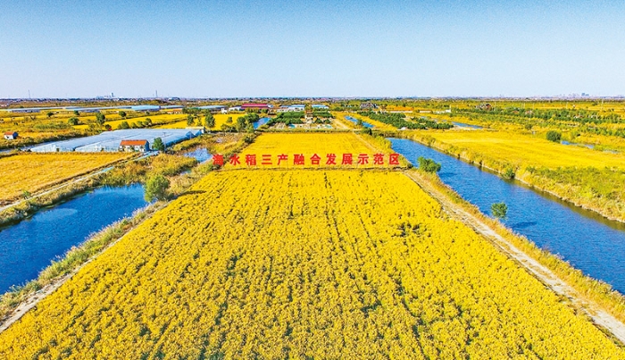 2021年10月，习近平总书记在山东省考察时指出：“如果耐盐碱作物发展起来，对保障中国粮仓、中国饭碗将起到重要作用。”位于山东省潍坊市的禹王湿地，周边有数万亩盐碱地，过去种植小麦和玉米年均亩产不足250公斤，抛荒现象严重。近年来，当地与袁隆平院士团队围绕“耐盐碱抗逆性”海水稻开展深度攻关合作，已建成2.5万亩海水稻稻田，年均亩产将近700公斤。图为当地海水稻三产融合发展示范区。 山东省委宣传部供图